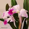 Cattleya (purpurata werkhauserii x jenmanii coerulea).